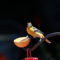 Migration is Marvelous: Baltimore Oriole!