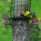 House Finch and Goldfinch share a feeder