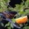 Migration is Marvelous: Orchard Oriole!