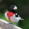 Migration is Marvelous: Rose-breasted Grosbeak!