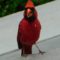Northern Cardinal eating