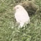 Unusual white bird – maybe rare finch