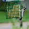 Downy Woodpecker on feeder