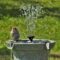 Chipping Sparrow Taking A Shower