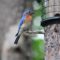 Summer resident, Bluebird on Seed Feeder