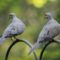 Pair of mourning Doves, regular visitors