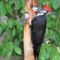 Pileated summer visitor