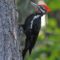 Pileated daily routine