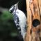 Gathering of downy Woodpeckers