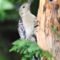 Young Red-Bellied Woodpecker