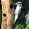 Hairy Woodpecker in the mix
