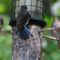 Almost daily feeding as three young Bluebirds hit the feeder