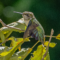 Young male Ruby-throated Hummingbird on watch