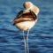 American Avocet resting it’s eyes for a second