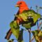 Scarlet Tanager In The Morning Sun
