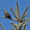 Young N. Flicker Soaking Up The Sun & Blue Sky Way Up High