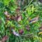 Cedar Waxwings eating elderberries
