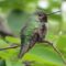 Broad-tailed Hummingbird – Adult Male