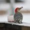 Unusual visitor for us – a red-bellied woodpecker