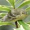 Listless Lesser Goldfinch