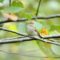 Chipper Chipping Sparrow