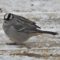White-crowned Sparrow Stopover Heading South