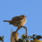 House Sparrow with a Beak Deformity