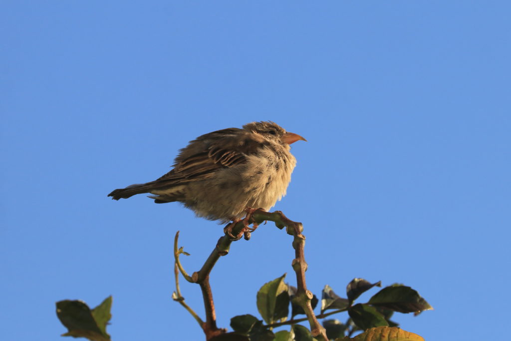 House Sparrow with a Beak Deformity - FeederWatch