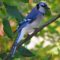 Beautiful Blue Jay