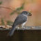 Tufted Titmouse at buffet