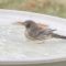 Female House Finch with Eye Disease/Conjunctivitis