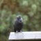 American Crow With A Growth