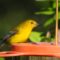 Prothonatary Warbler eating grape  jelly