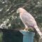 Hawk at bird feeder