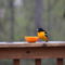 Baltimore Oriole and an Orange