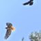 Crow chasing hawk