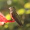 Anna’s Hummingbird at feeder