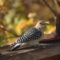 Pair of Red-Bellied Woodpeckers