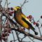 Berry Hungry Evening Grosbeaks In The Morning Too!