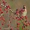 Berry Hungry Bohemian Waxwing