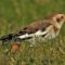 Snow Bunting Spotted