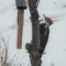 Pileated woodpecker at suet feeder in backyard