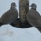 Eurasian Collard Doves
