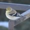 American Goldfinch Winter Colors