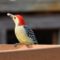 Red-Bellied Woodpecker on Platform