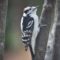 Downy Woodpecker waiting to get on Feeder