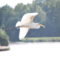 Great Egret Fishing Chase
