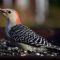 Peanuts are a favorite for Red-bellied Woodpeckers.