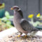 Band-tailed Pigeon fluffing up over food