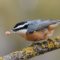 Red-breasted Nuthatch and his peanut